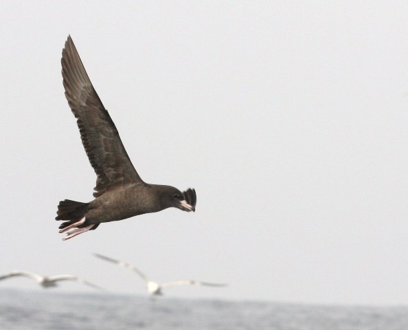 Flesh-footed Shearwater